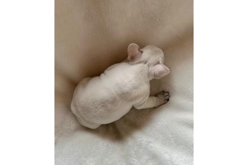 成約済の山口県のフレンチブルドッグ-369547の2枚目