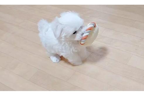 成約済の鳥取県のマルチーズ-369555の6枚目