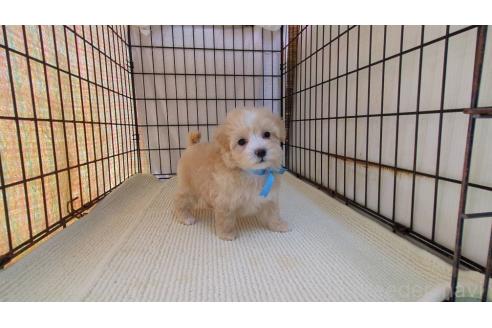 成約済の茨城県のマルプー:マルチーズ×トイプードル-369556の1枚目