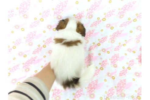 成約済の千葉県のパピヨン-367915の20枚目