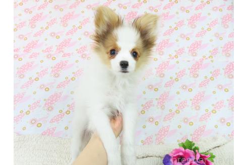 成約済の千葉県のパピヨン-354654の5枚目