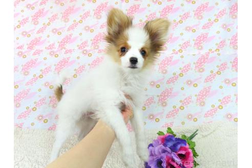 成約済の千葉県のパピヨン-354654の4枚目