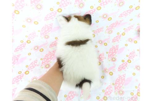 成約済の千葉県のパピヨン-367913の36枚目