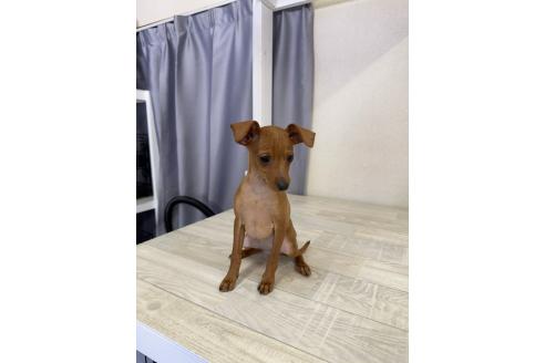 成約済の山梨県のミニチュアピンシャー(ミニピン)-356867の3枚目