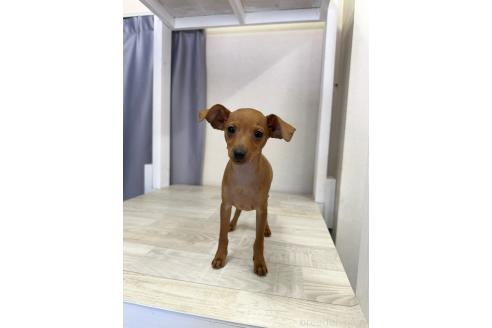 成約済の山梨県のミニチュアピンシャー(ミニピン)-356867の1枚目