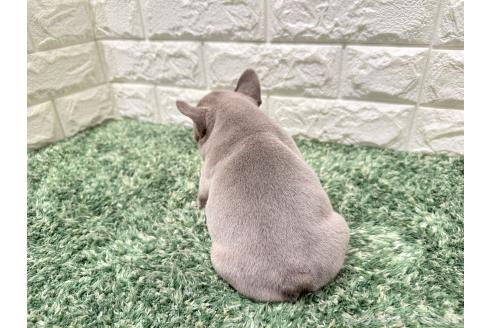 成約済の愛知県のフレンチブルドッグ-369608の2枚目