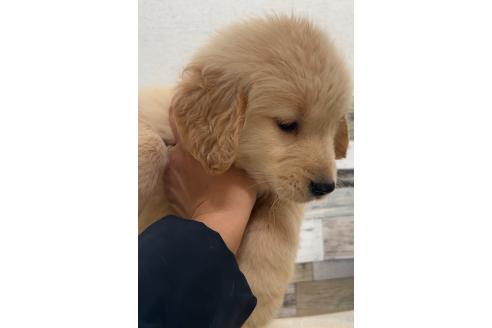 成約済の茨城県のゴールデンレトリーバー-365505の3枚目