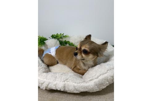 チャーミーちゃん1枚目