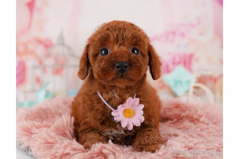 成約済の東京都のトイプードル-369672の1枚目