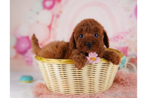 成約済の東京都のトイプードル-369672の3枚目