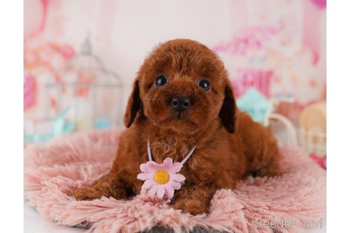 成約済の東京都のトイプードル-369672の4枚目