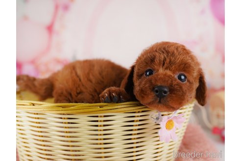 成約済の東京都のトイプードル-369672の5枚目