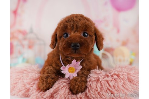 成約済の東京都のトイプードル-369672の6枚目