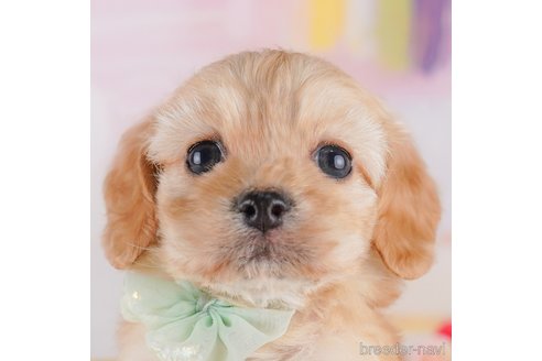 成約済の東京都のミックス犬-369687の1枚目
