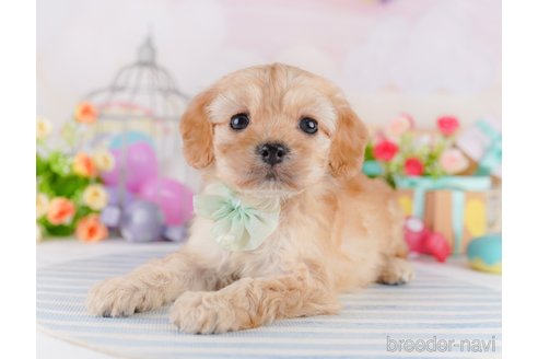 成約済の東京都のミックス犬-369687の3枚目