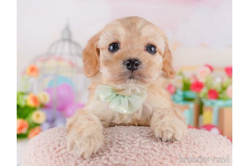 成約済の東京都のミックス犬-369687の4枚目