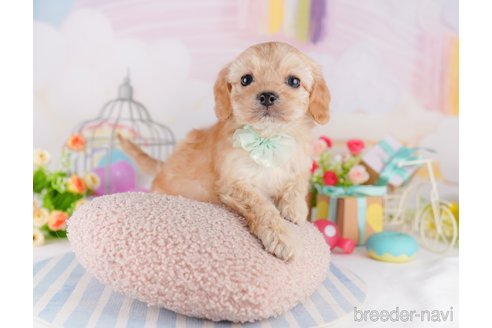 成約済の東京都のミックス犬-369687の5枚目
