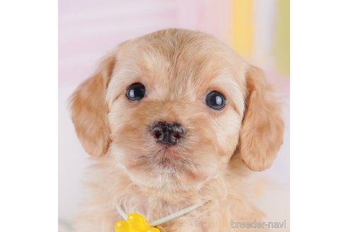 成約済ののミックス犬-369685