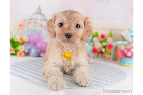 成約済の東京都のミックス犬-369685の6枚目