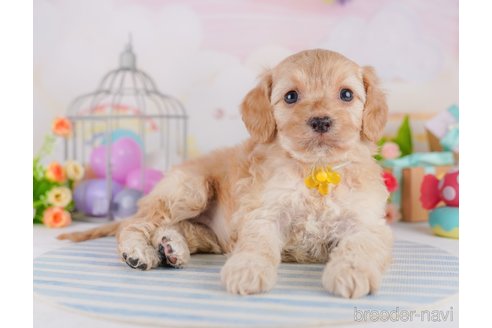 成約済の東京都のミックス犬-369685の3枚目