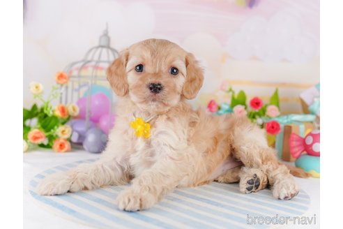 成約済の東京都のミックス犬-369685の4枚目