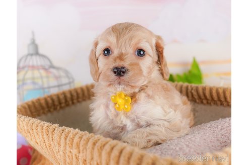 成約済の東京都のミックス犬-369685の5枚目