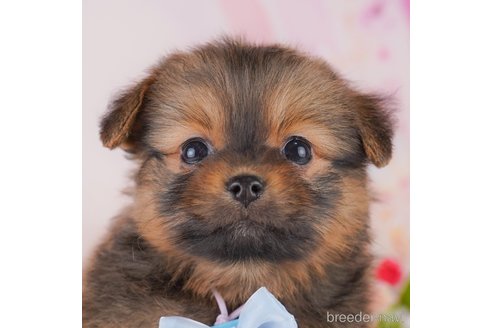 成約済の東京都のミックス犬-369683の6枚目