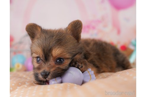成約済の東京都のミックス犬-369681の3枚目