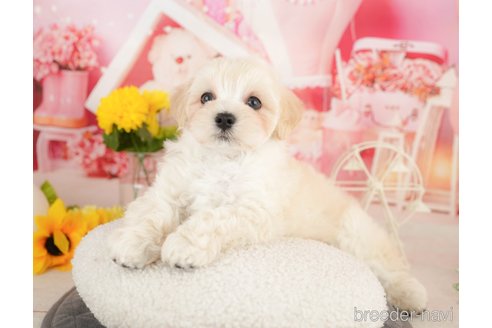 成約済の千葉県のマルプー:マルチーズ×トイプードル-369579の4枚目