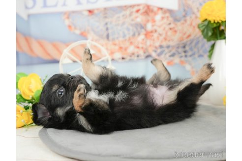 成約済の千葉県のチワワ(ロングコート)-369561の3枚目
