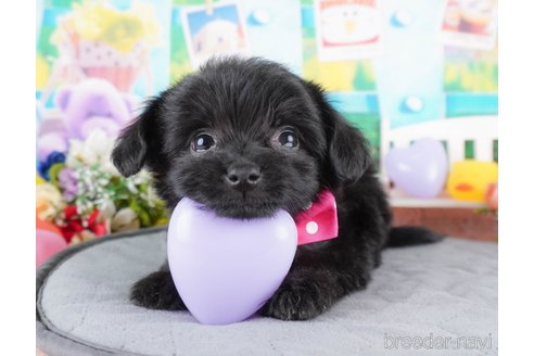 成約済の群馬県のミックス犬-370759の3枚目