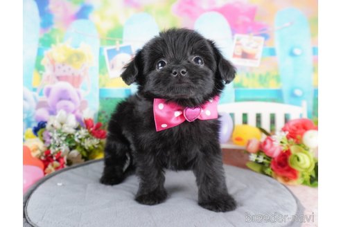 成約済の群馬県のミックス犬-370759の5枚目