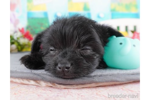 成約済の群馬県のミックス犬-370759の7枚目