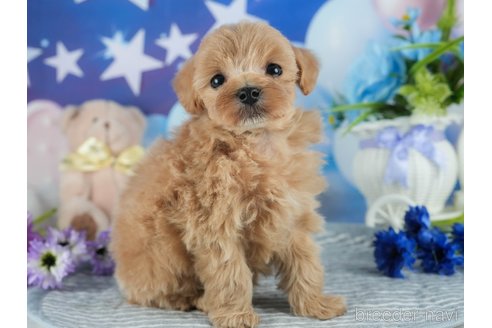 成約済の茨城県のマルプー:マルチーズ×トイプードル-369954の7枚目