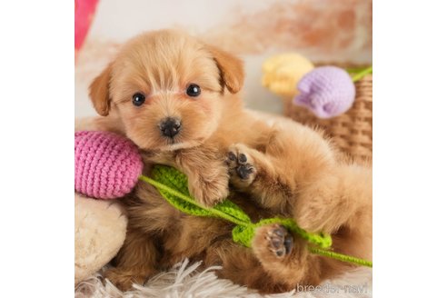 成約済の埼玉県のミックス犬-369697の1枚目