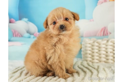 成約済の埼玉県のミックス犬-369697の4枚目