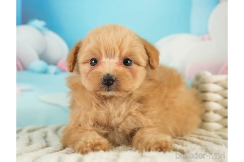 成約済の埼玉県のミックス犬-369697の7枚目