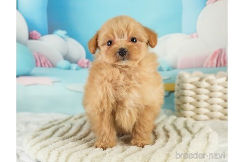 成約済の埼玉県のミックス犬-369697の5枚目