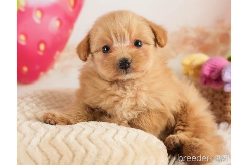 成約済の埼玉県のミックス犬-369697の10枚目