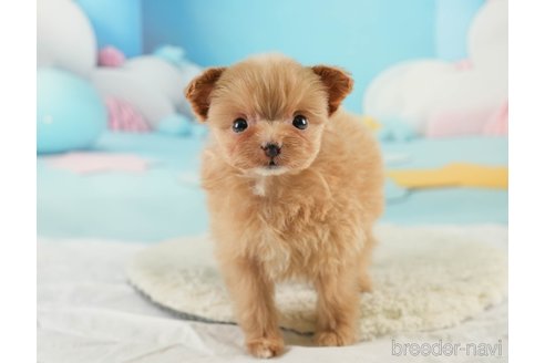 成約済の埼玉県のポメプー:ポメラニアン×トイプードル-369691の9枚目