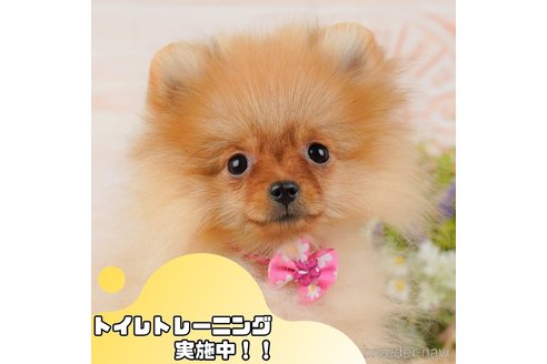 成約済ののポメラニアン-369911