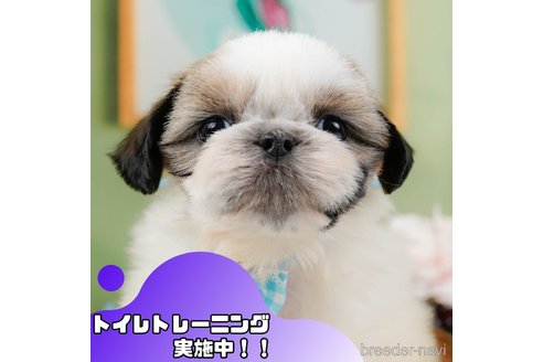 成約済の静岡県のシーズー-369914の1枚目