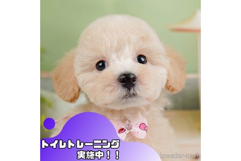 成約済ののトイプードル-369915