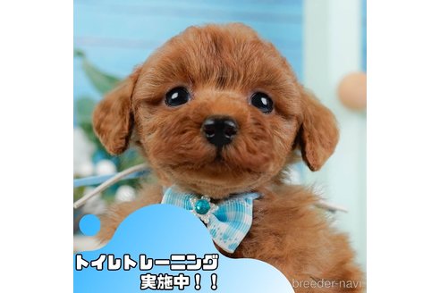 成約済ののトイプードル-369619
