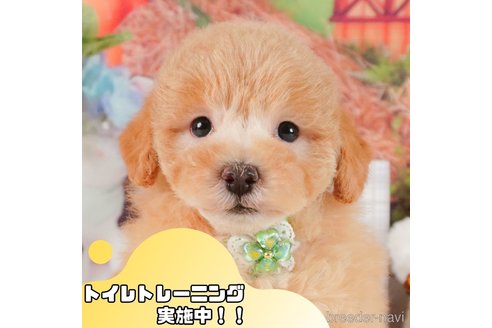 成約済ののトイプードル-369916