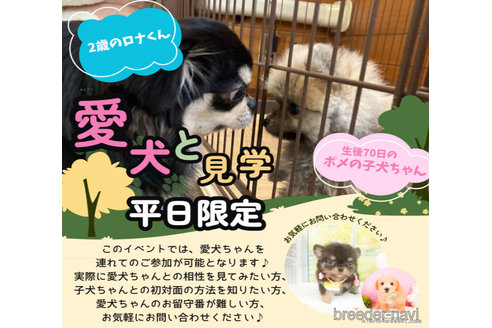 成約済の静岡県のチワワ(ロングコート)-369920の13枚目