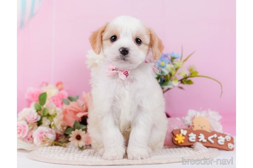 成約済の神奈川県のミックス犬-369760の8枚目