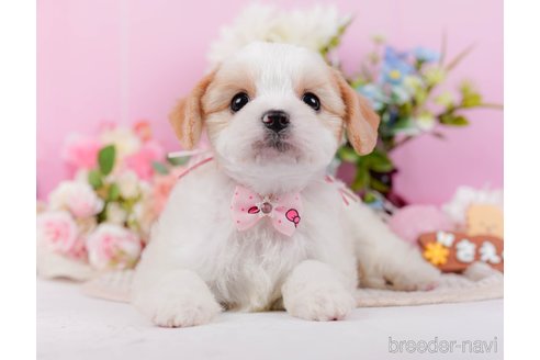 成約済の神奈川県のミックス犬-369760の10枚目