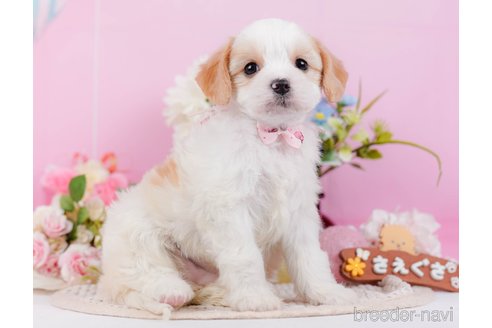 成約済の神奈川県のミックス犬-369760の11枚目