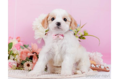 成約済の神奈川県のミックス犬-369760の9枚目